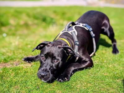 Pippa | Crossbreed | Cardiff - 3