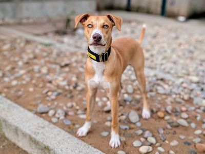 Cooper | Lurcher Cross | Cardiff - 3