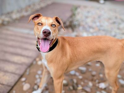 Cooper | Lurcher Cross | Cardiff - 2