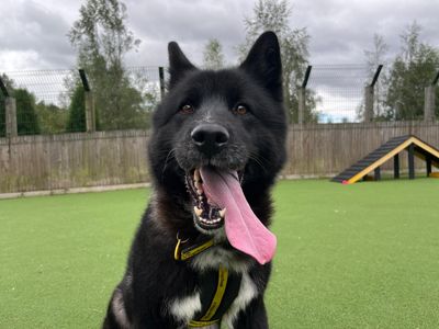 Poppy | Retriever (Labrador) Cross | Glasgow - 5