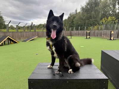 Poppy | Retriever (Labrador) Cross | Glasgow - 3