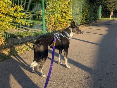 Jake | Collie (Border) Cross | Harefield West London - 3