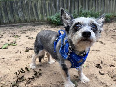 Tyler | Terrier (Yorkshire) Cross | Ilfracombe - 3