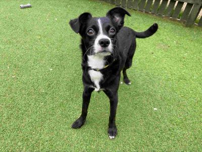 Cookie | Terrier (Boston) Cross | Loughborough - 3