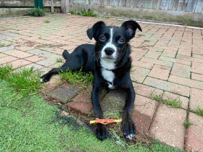 Cookie | Terrier (Boston) Cross | Loughborough - 1