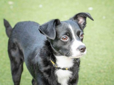 Cookie | Terrier (Boston) Cross | Loughborough - 5