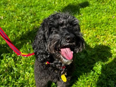 Molly, a 11 years old female Spaniel X Poodle available for adoption from Dogs Trust in Devon