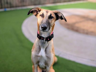 Fae | Lurcher Cross | Cardiff - 3