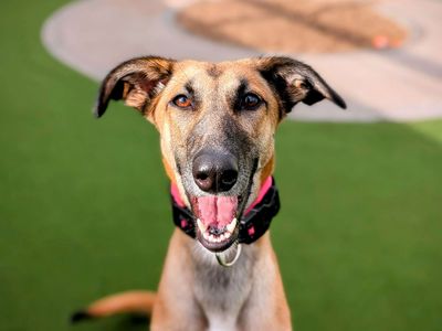 Fae | Lurcher Cross | Cardiff - 5