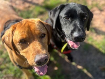 Samuel & William | Retriever (Labrador) | Shrewsbury (Shropshire) - 3