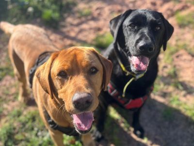 Samuel & William | Retriever (Labrador) | Shrewsbury (Shropshire) - 2