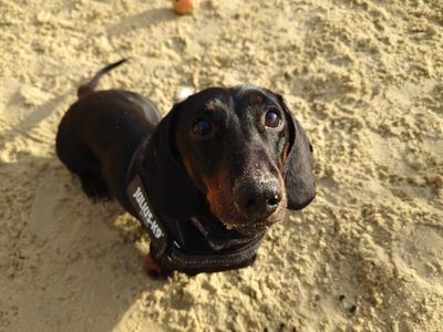 Frankie | Dachshund (Miniature Smooth Haired) | Harefield West London - 3