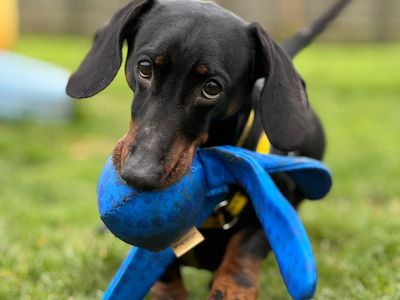 Frankie | Dachshund (Miniature Smooth Haired) | Harefield West London - 2