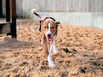 Post Malone | Terrier (Staffordshire Bull) | Cardiff - 3
