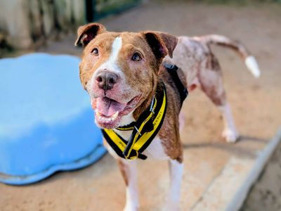 Post Malone | Terrier (Staffordshire Bull) | Cardiff - 5