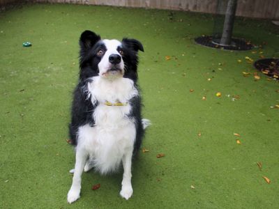 Ned | Collie (Border) | Manchester - 3