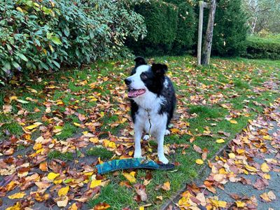 Ned | Collie (Border) | Manchester - 5
