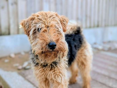 Coffi | Terrier (Welsh) | Cardiff - 3