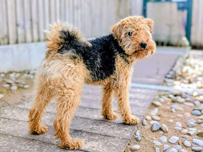 Coffi | Terrier (Welsh) | Cardiff - 5