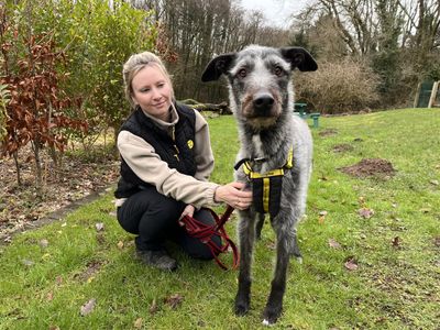 Bodhi | Deerhound Cross | Ilfracombe - 5