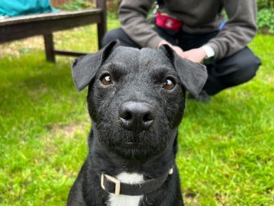 Ernie | Terrier (Patterdale) Cross | Newbury (Berkshire) - 2