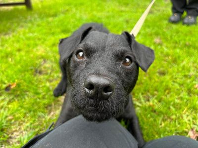 Ernie | Terrier (Patterdale) Cross | Newbury (Berkshire) - 3