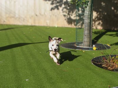 Reggie | Terrier (Jack Russell) | Manchester - 3
