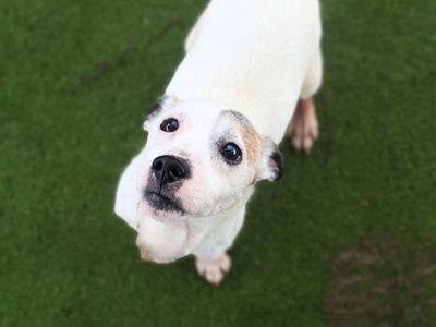 Reggie | Terrier (Jack Russell) | Manchester - 5