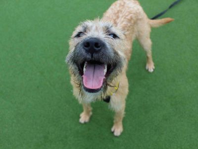 Nala | Lurcher Cross | Glasgow - 3