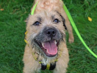 Nala | Lurcher Cross | Glasgow - 1