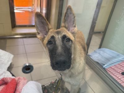Ernie | German Shepherd Dog Cross | Basildon (Essex) - 3