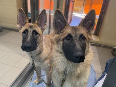 Frank | German Shepherd Dog Cross | Basildon (Essex) - 1