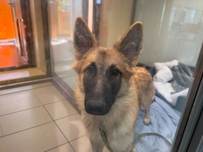 Frank | German Shepherd Dog Cross | Basildon (Essex) - 3