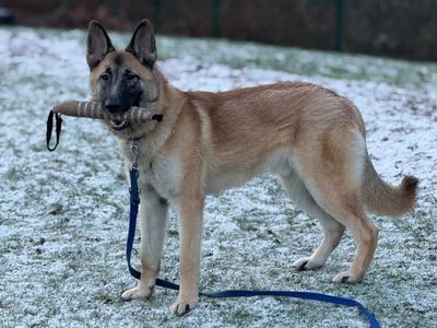 Oliver | German Shepherd Dog Cross | Canterbury - 3
