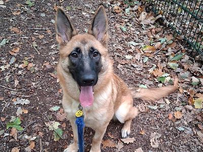 Miley | German Shepherd Dog Cross | Canterbury - 3