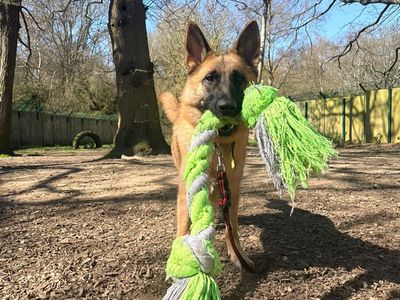 Miley | German Shepherd Dog Cross | Canterbury - 1