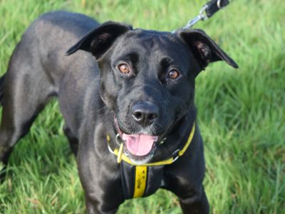 Scout | Retriever (Labrador) Cross | Harefield West London - 2