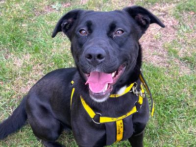Scout | Retriever (Labrador) Cross | Harefield West London - 3