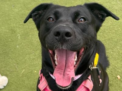 Scout, a 4 years old female Labrador X available for adoption from Dogs Trust in Greater London