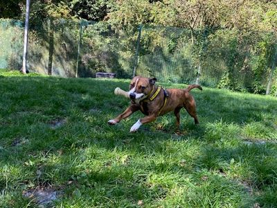 Shannon | Terrier (Staffordshire Bull) | Merseyside (Liverpool) - 3