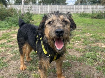 Ezra | Crossbreed | Snetterton (Norfolk) - 3