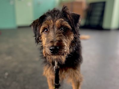 Ezra | Crossbreed | Snetterton (Norfolk) - 2