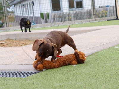 Twirl | Dachshund (Miniature Smooth Haired) | Evesham (Worcestershire) - 1