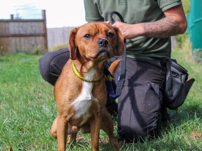 Roddy | Pug Cross | Evesham (Worcestershire) - 3