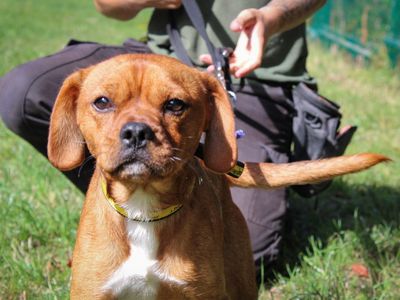 Roddy | Pug Cross | Evesham (Worcestershire) - 2