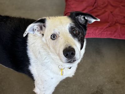 Fossil | Collie (Border) | Basildon (Essex) - 2