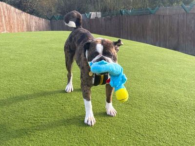 Burly | Boxer Cross | Harefield West London - 2