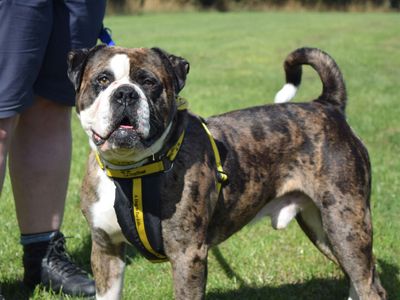 Burly | Boxer Cross | Harefield West London - 3