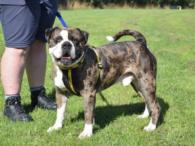 Burly | Boxer Cross | Harefield West London - 5