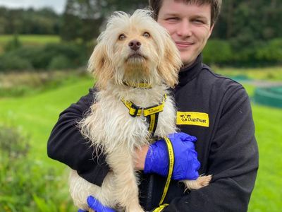 Waffle | Maltese Cross | Cumbria - 2